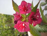 vajgélie - Weigela hybrida 'Red Prince'