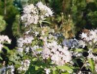 ořechoplodec - Caryopteris clandonensis 'Stephi'