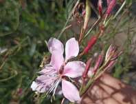 Gaura Siskyou Pink