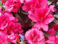 pnink japonsk Bloom Champion - Rhododendron japonicum Bloom Champion