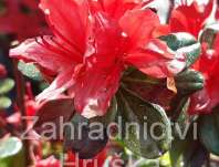 pnink japonsk Addy Werry - Rhododendron japonicum Addy Werry