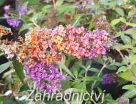 komule - Buddleja x  weyeriana 'Flower Power'