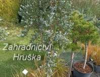 jalovec - Juniperus sibirica 'Pendula'