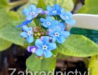 Brunnera macrophylla