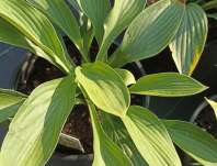 bohyška - Hosta fortunei 'Hyacinthina'