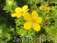 mochna - Potentilla fruticosa 'Bella Lindsey'