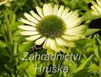 Echinacea Green Jewel