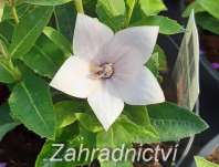 Platycodon Astra Rose