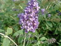 komule - Buddleja davidii 'Free Petite Blue Heaven'