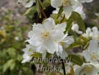 pustoryl - Philadelphus 'Dame Blanche'