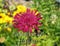 Knautia macedonica Red Knight