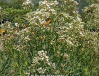 Gypsophila paniculata Starflakes