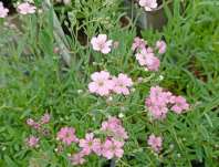 Gypsophila repens Filou Rose