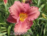 Hemerocallis Ed Murray