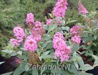 komule - Buddleja davidii Butterfly Candy® ´Little Pink´