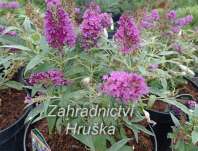 komule - Buddleja davidii Butterfly Candy® ´Little Purple´