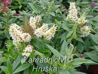 komule - Buddleja davidii Butterfly Candy® ´Little White´