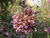 Verbena bonariensis Violet Blue