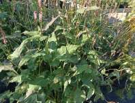 Persicaria amplexicaulis Rosea