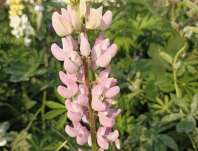 Lupinus polyphyllus Lupini Pink