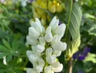 Lupinus polyphyllus Lupini White