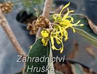 vilín - Hamamelis mollis