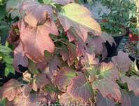 hortenzie - Hydrangea quercifolia 'Harmony'