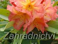 Rhododendron 'Sunfire'