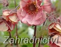 Geum Tempo Rose