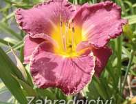 Hemerocallis Bettylen