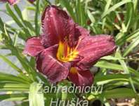 Hemerocallis Catherine Woodbury