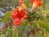 trubač - Campsis radicans 'Red Trumpet'