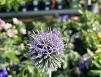 Echinops ritro