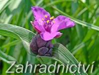 Tradescantia andersoniana Concord Grape