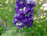 Delphinium Excalibur Dark Blue / White Bee