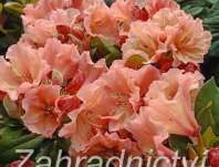 Rhododendron 'Sun Glory'