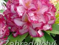 Rhododendron 'Pushy Purple'