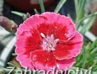 Dianthus Diantica Cremarena