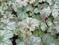 Heuchera Rex Silver