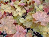 Heuchera World Caffe Arabica