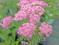 Achillea milefilium Pretty Belinda