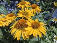 Echinacea purpurea Papallo Classic Deep Yellow