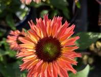 Echinacea SunSeekers Rainbow