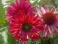 Echinacea SunSeekers Sweet Fuchsia