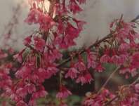 třešeň - Prunus serrulata 'Okame'