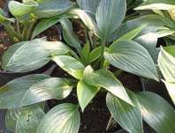 bohyška - Hosta 'Devon Green'