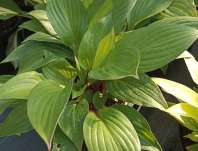 bohyška - Hosta 'First Blush'