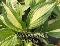 bohyška - Hosta 'Risky Bussines'