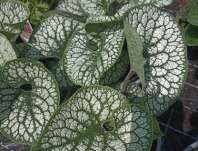 Brunnera macrophylla Sea Heart