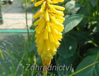 Kniphofia Sunningdale Yellow